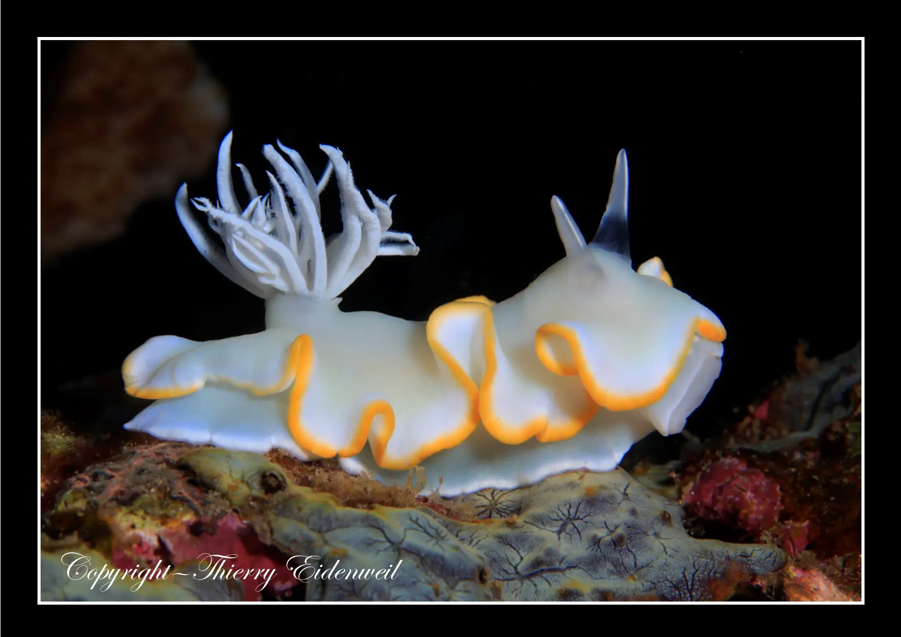 Anilao Macro Dive Media Highlight
